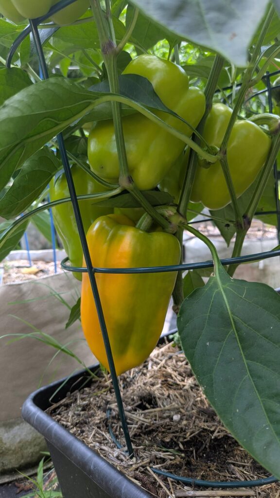 The magic is happening!