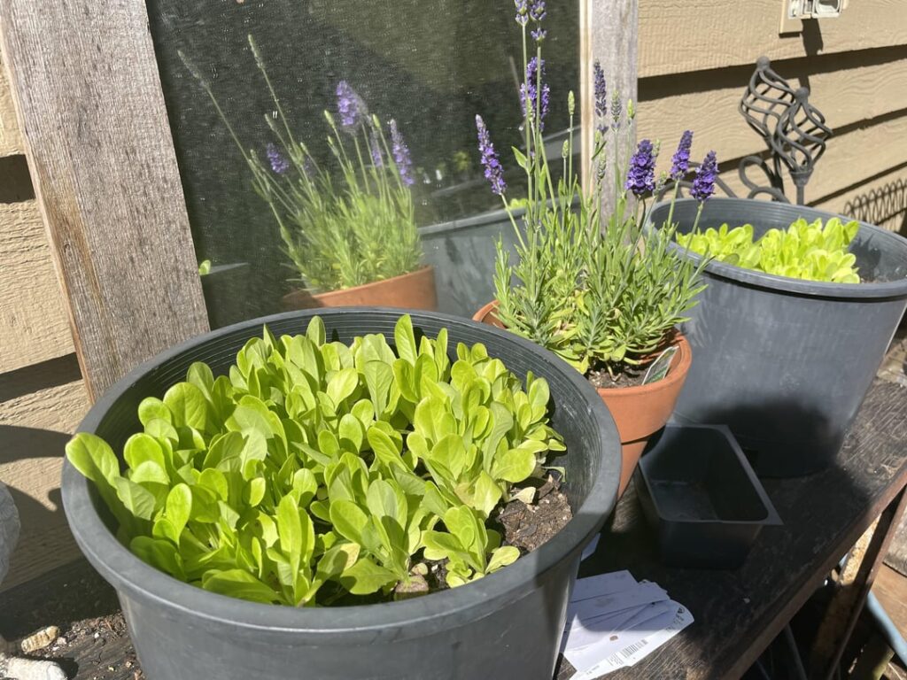 I poured a ton of lettuce seeds into a pot a month or two ago, today I used the little baby leaves for a salad :)