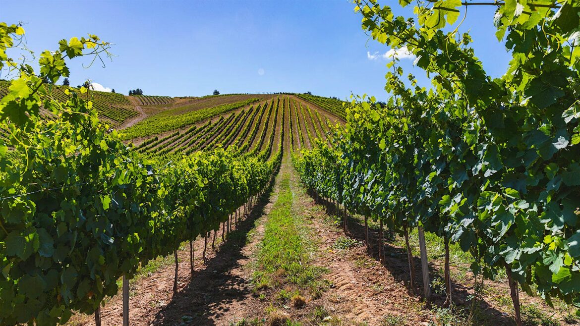 9 Refreshing Spanish Wines Up to 93 Points