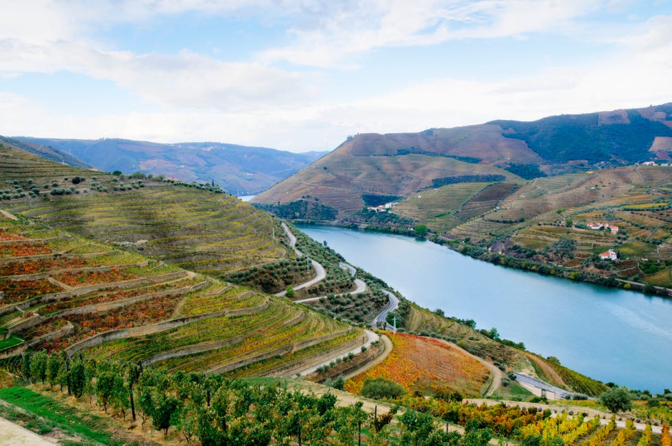 terraced vineyards in autumn