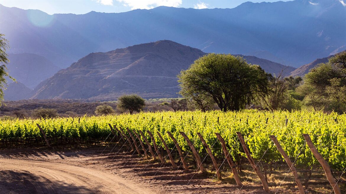 8 Expressive Argentine Red Wines Up to 92 Points