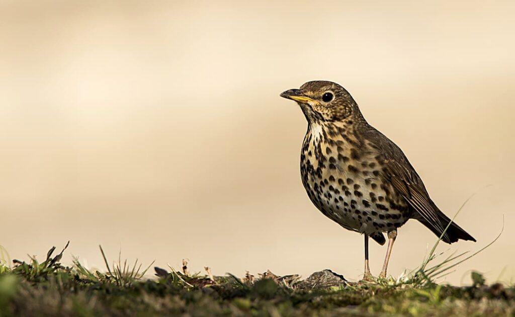 A common thrush, the type of bird whose remains were found in Pollentia.Credit: Wikipedia Commons