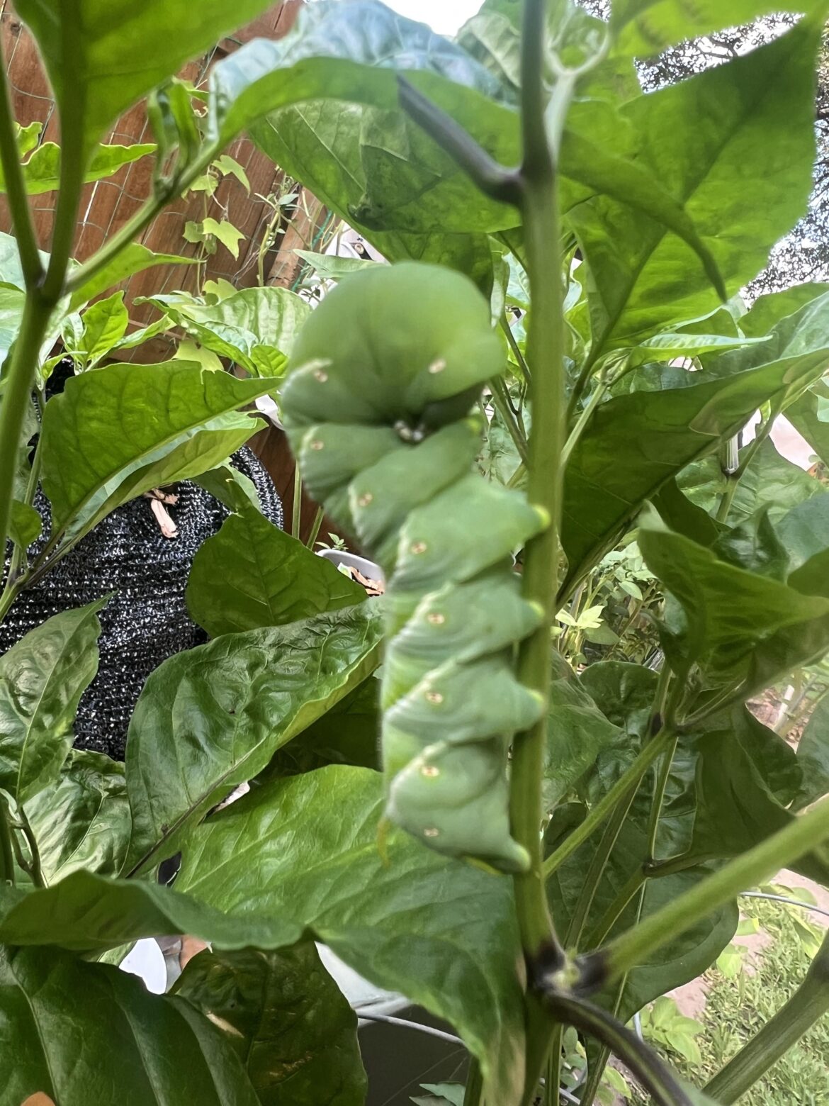 Hornworm Invaders in the Garden!