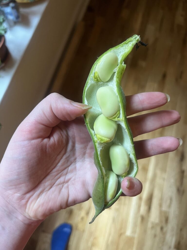 growing flavors I’ve never tasted, fresh fava beans and peas. cat for scale