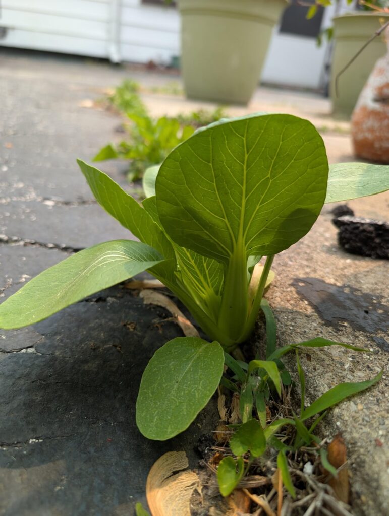 My wife wants me to use the driveway choi My wife wants me to use the driveway choi