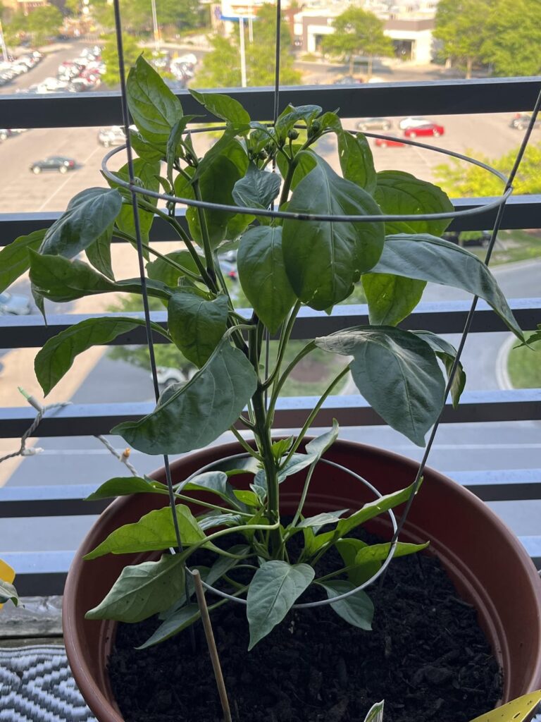Pepper Plant Week 4