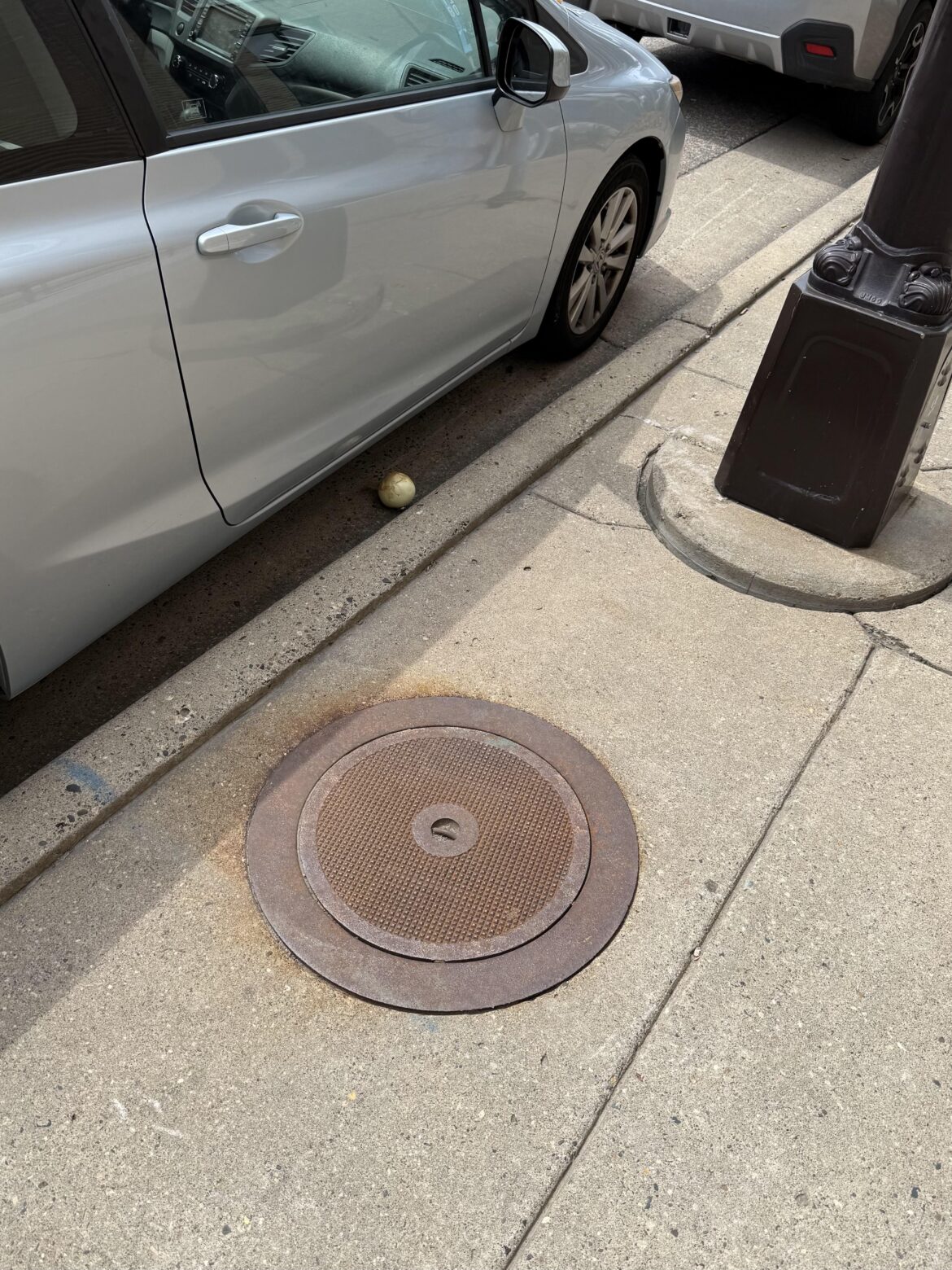 No collar and not chipped. Little guy seemed frightened so I took him in. Always love to foster.