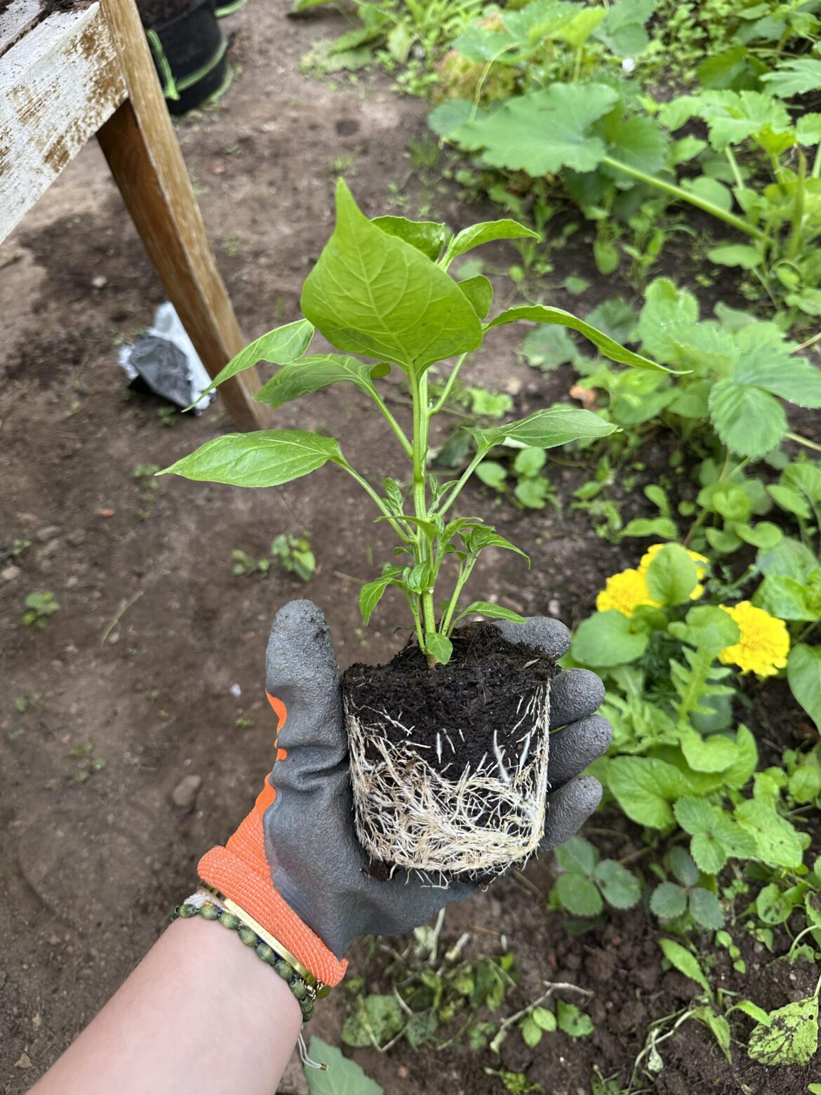 Always on top of all the replanting lmao