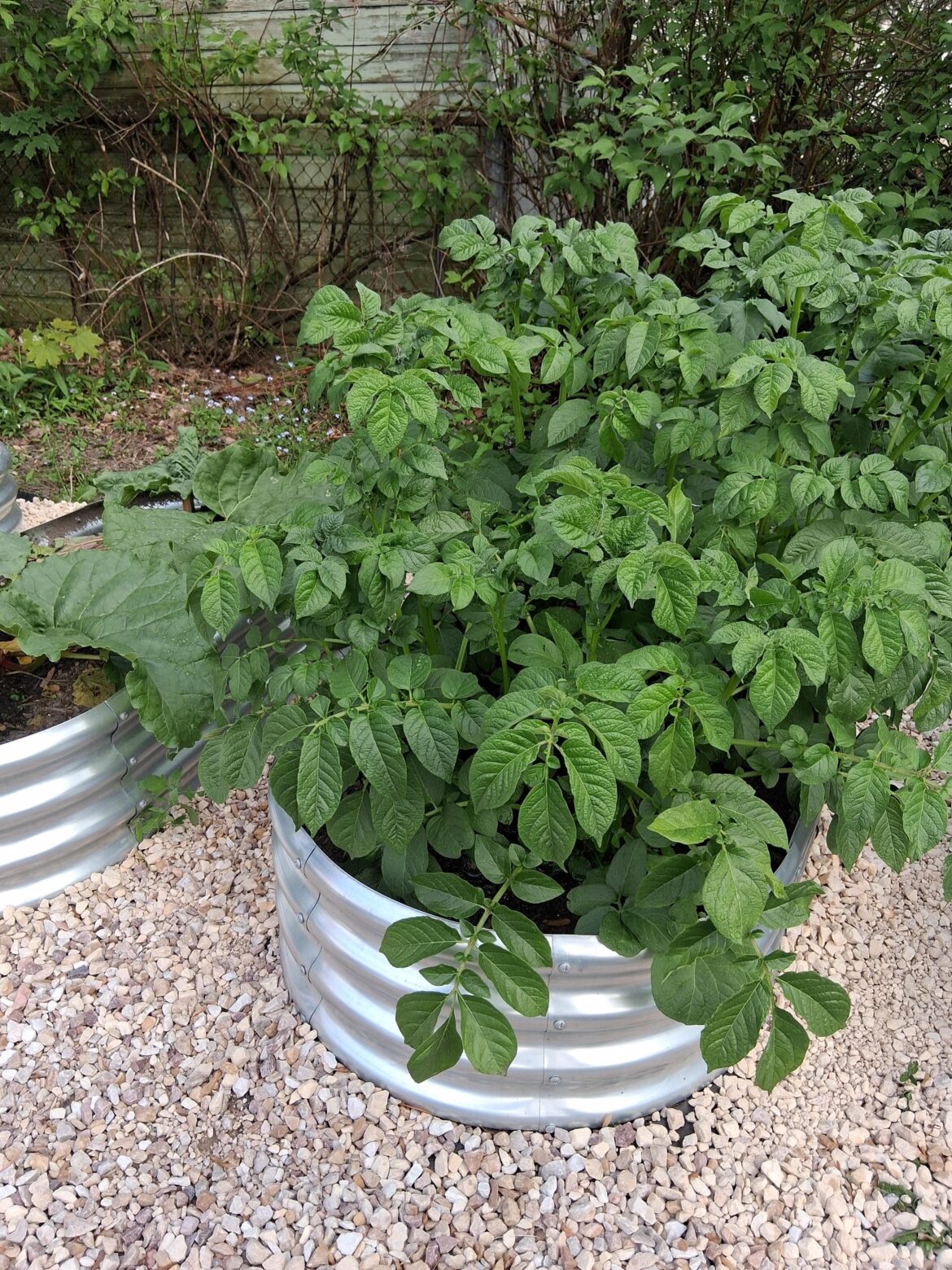 My potatoes are massive My potatoes are massive