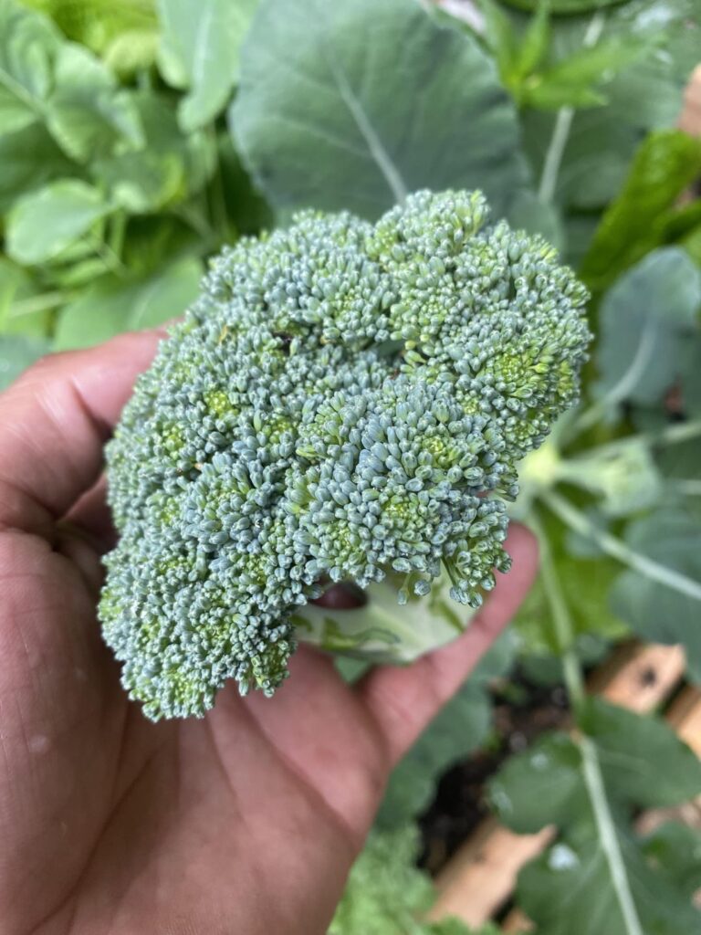 First attempt at broccoli