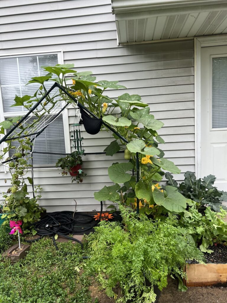 So proud of my lil rental/container garden! So proud of my lil rental/container garden!
