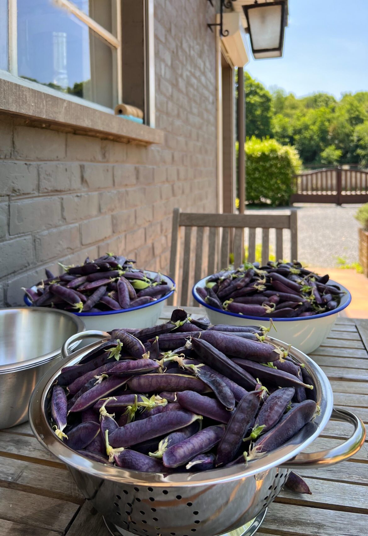 Pea harvest 2025. A good year!
