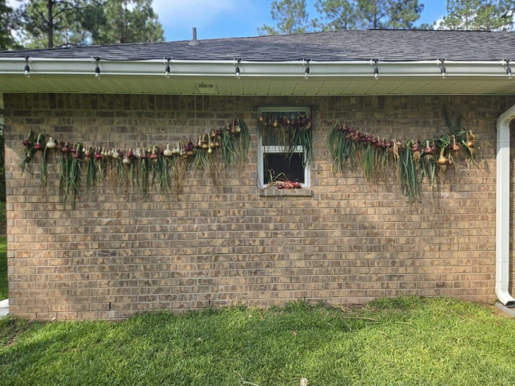 I Grew Onions in my garden for the first time this year.