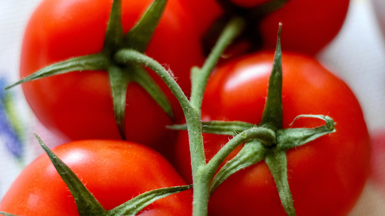 Tomatos still on the stem with leaves