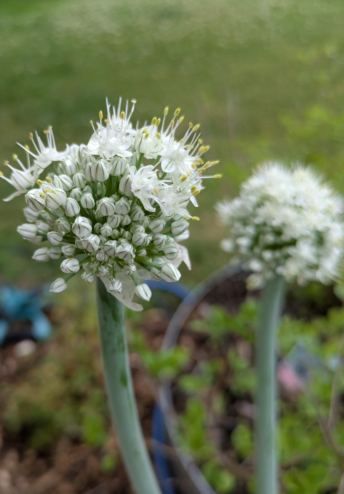 My onions flowered. Aren't they pretty?