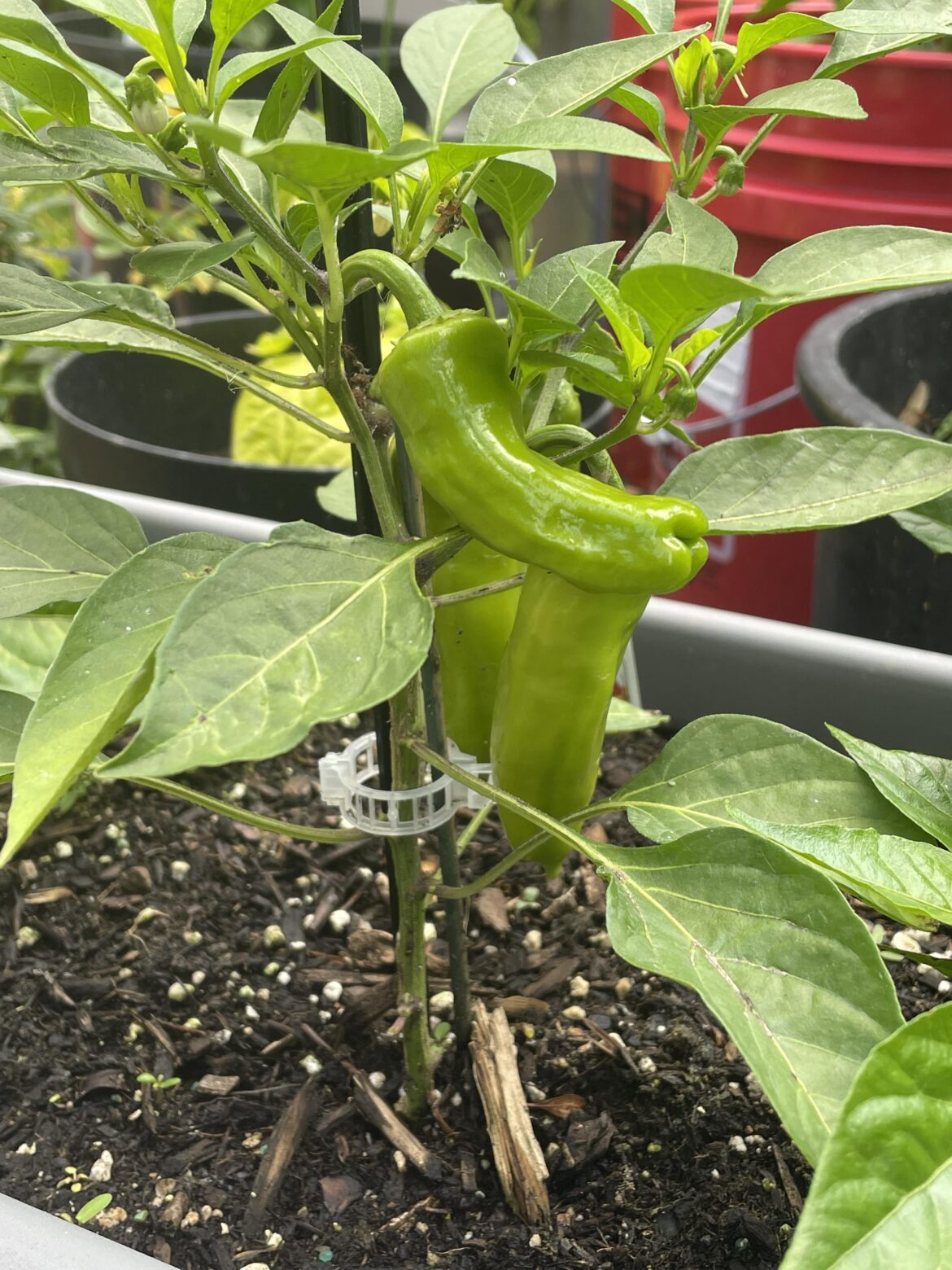 Hate to be this guy...