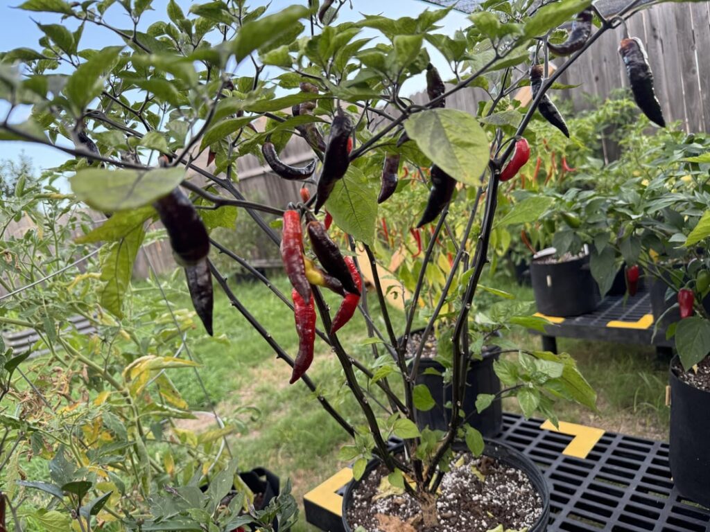 Finally seeing some color changes