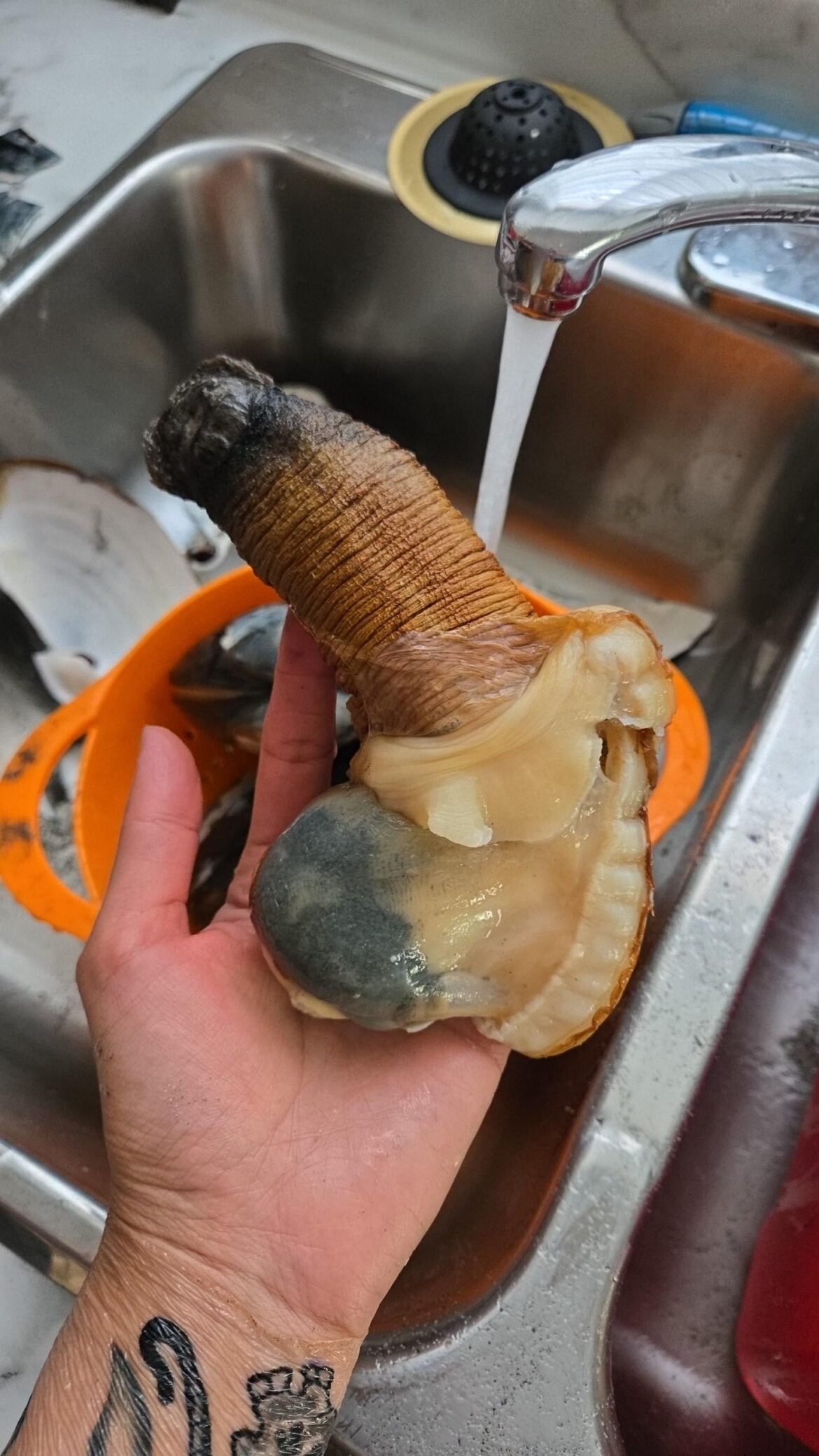 Went clam digging for my first time. Horse clams.. kinda weird..