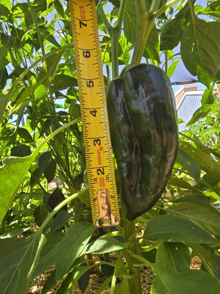 Do you think my Poblano is rdy & why?
