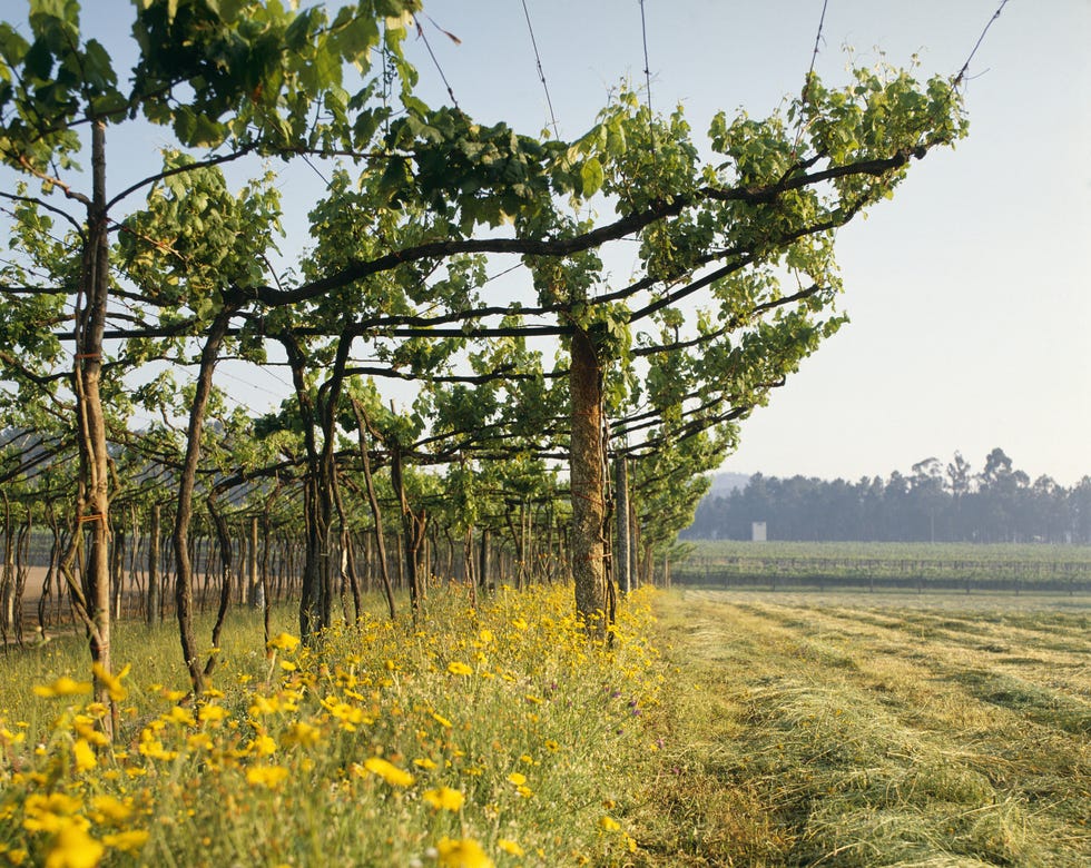 vinho verde vines, douro valley, costa verde, portugal