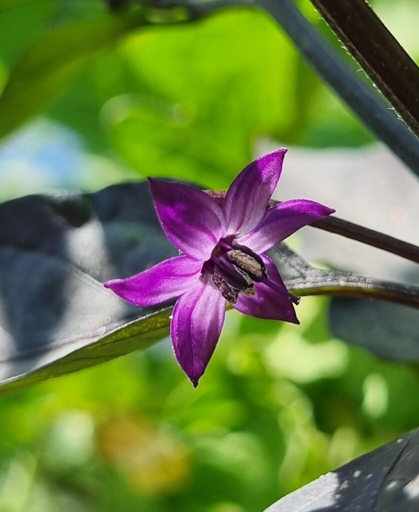 Who else is a sucker for purple flowers?
