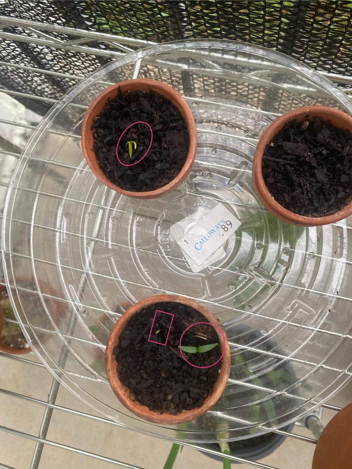 Update on the store jalapeño seeds