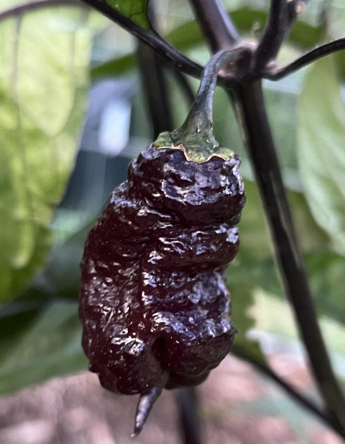 First “Pink tiger x Reaper” pod of the season!