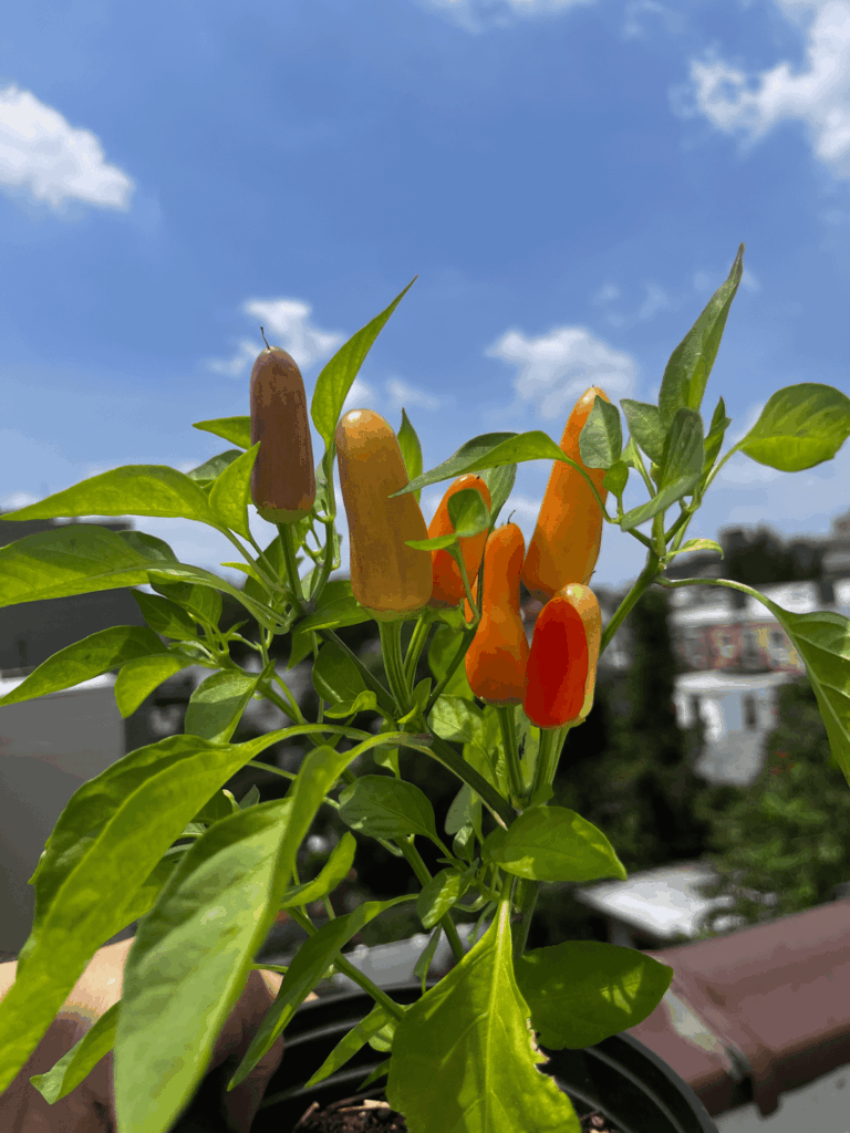 I think the Jalapeños cross-pollinated the Habaneros to make... whatever these are.