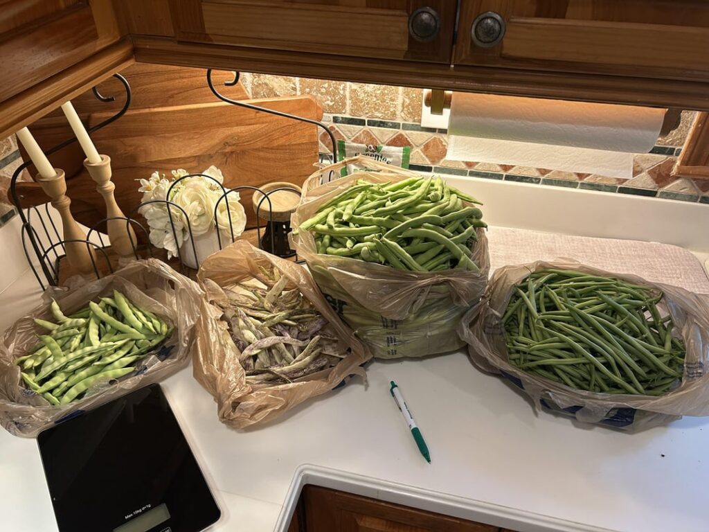 Post Vacation Harvest