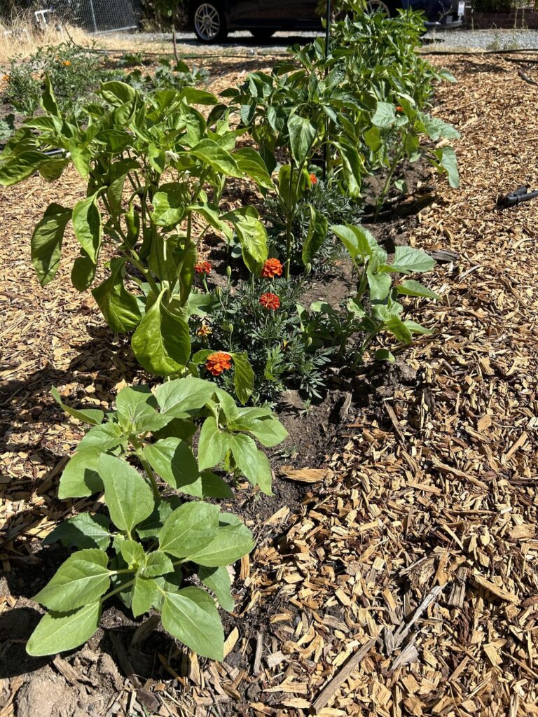 Should I pull these sunflowers? Should I pull these sunflowers?