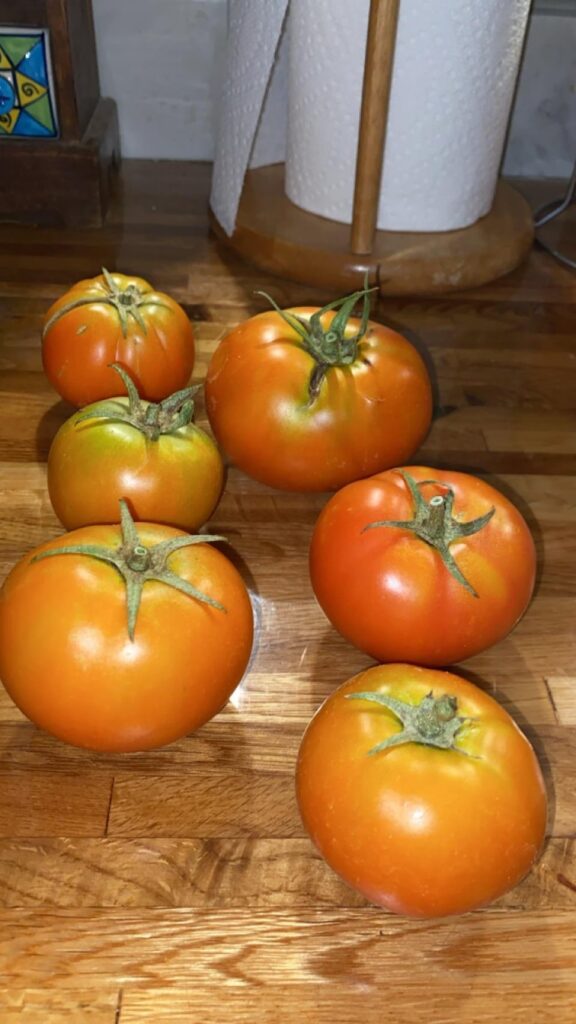 My harvest 🍅