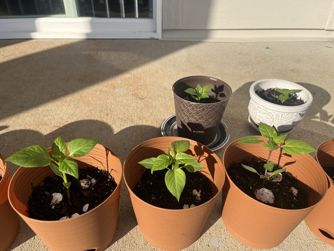 Never got this far guys what do I do