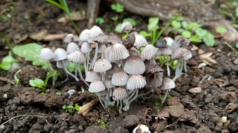 Group of white fairy cap mushrooms in the wild