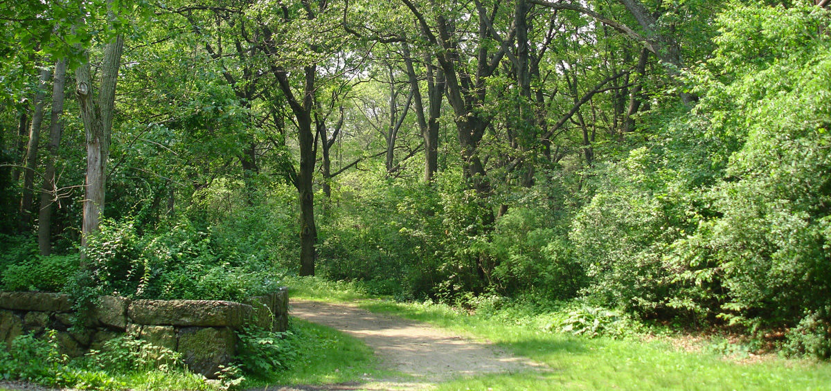 Trees line a path through Boston’s Franklin Park