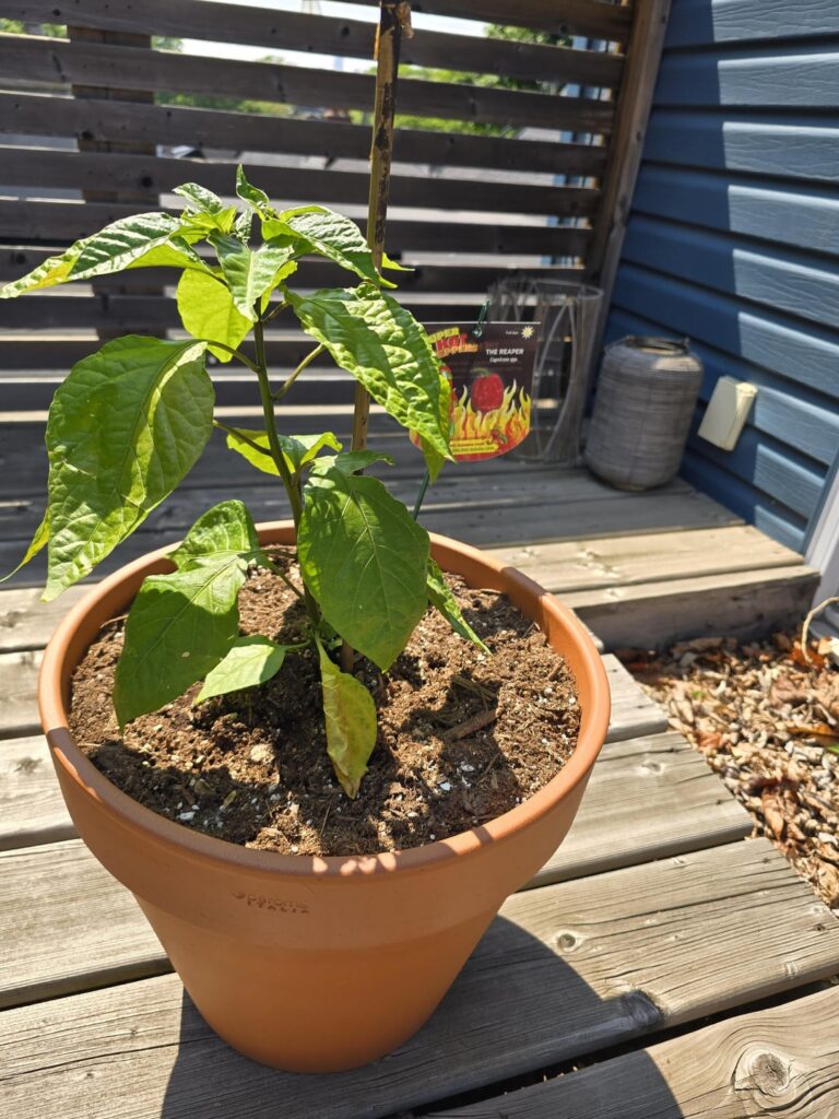 What is going on with my peppers?