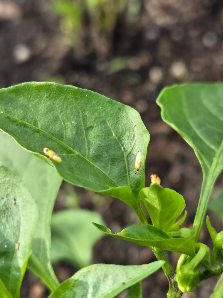 What are these flies all over my peppers???