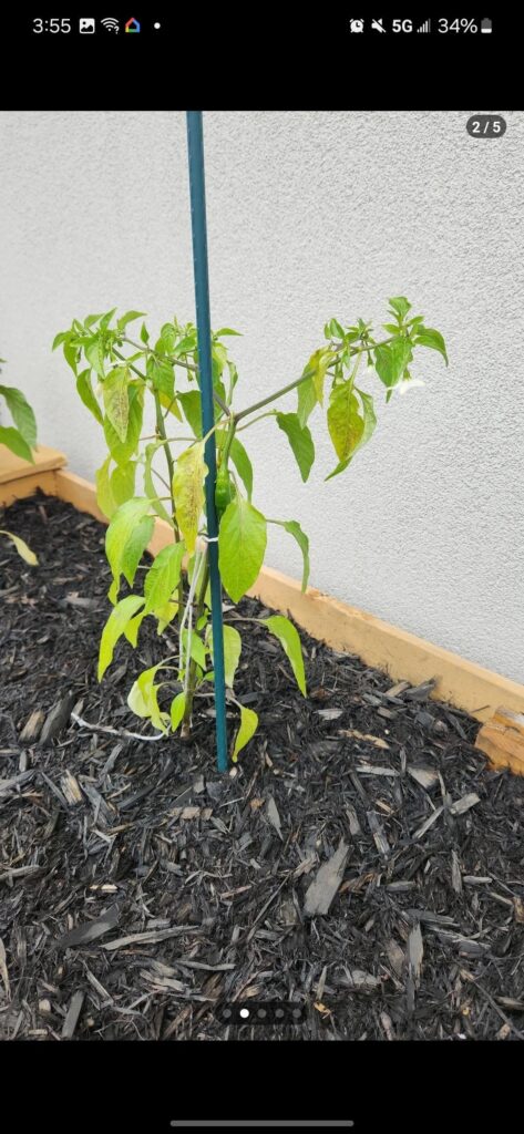 What is wrong with these cayenne peppers?