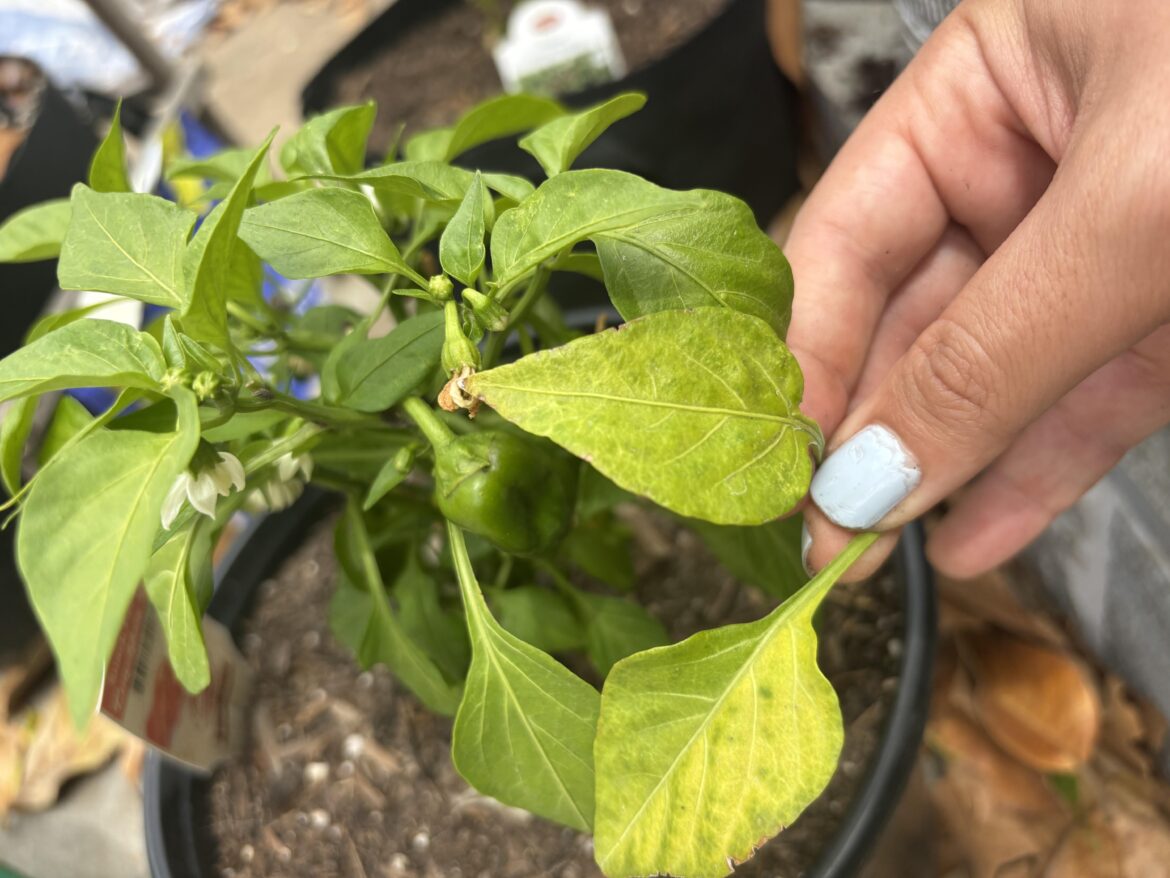What’s going on with these sweet peppers?