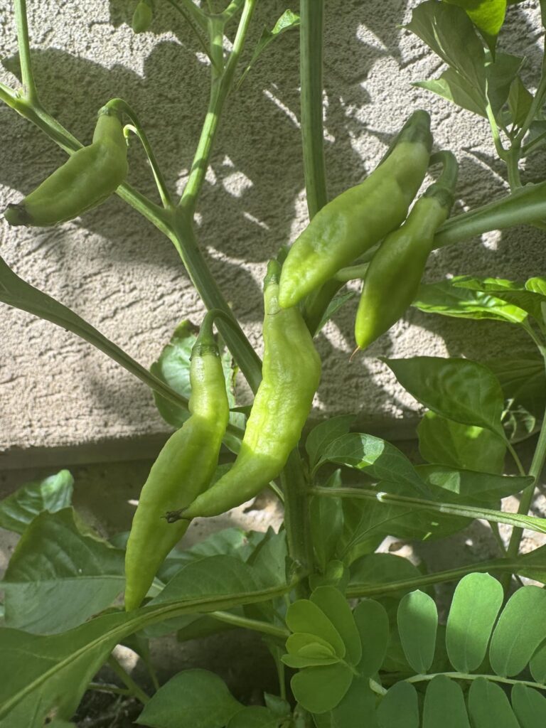 Anyone know what these are? Random growth.