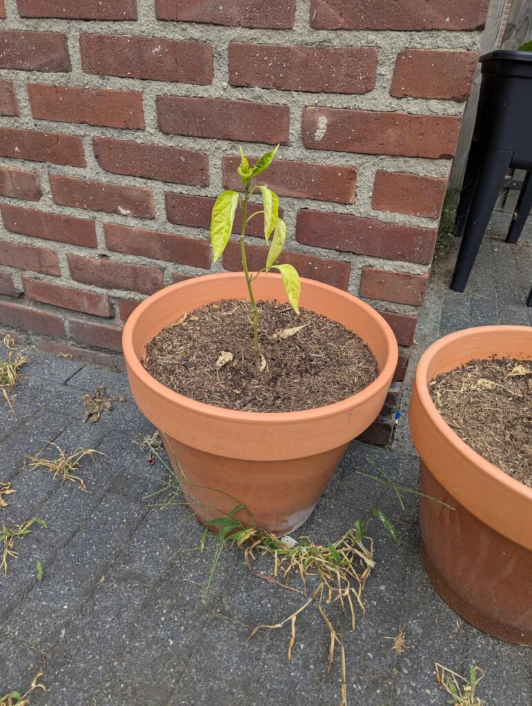 My jalapenos wont grow well