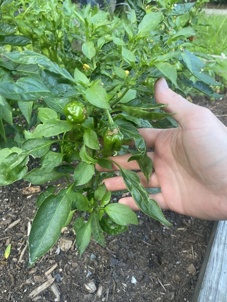 What’s happening to my shishitos?