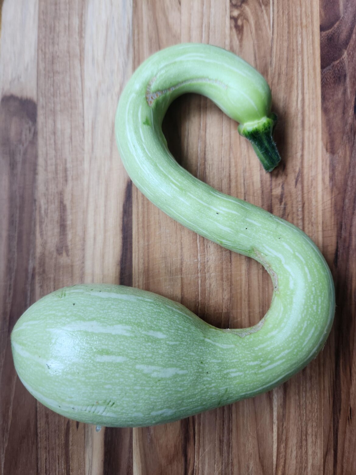 Tromboncino sqwansh (squash)