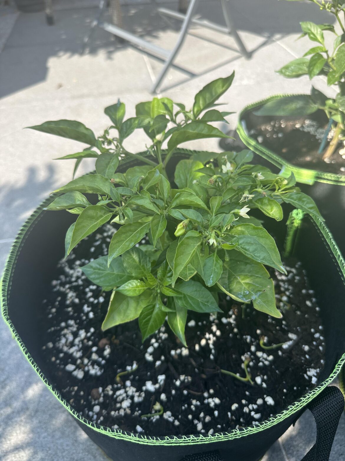 Is this a chilli? Is this a chilli?