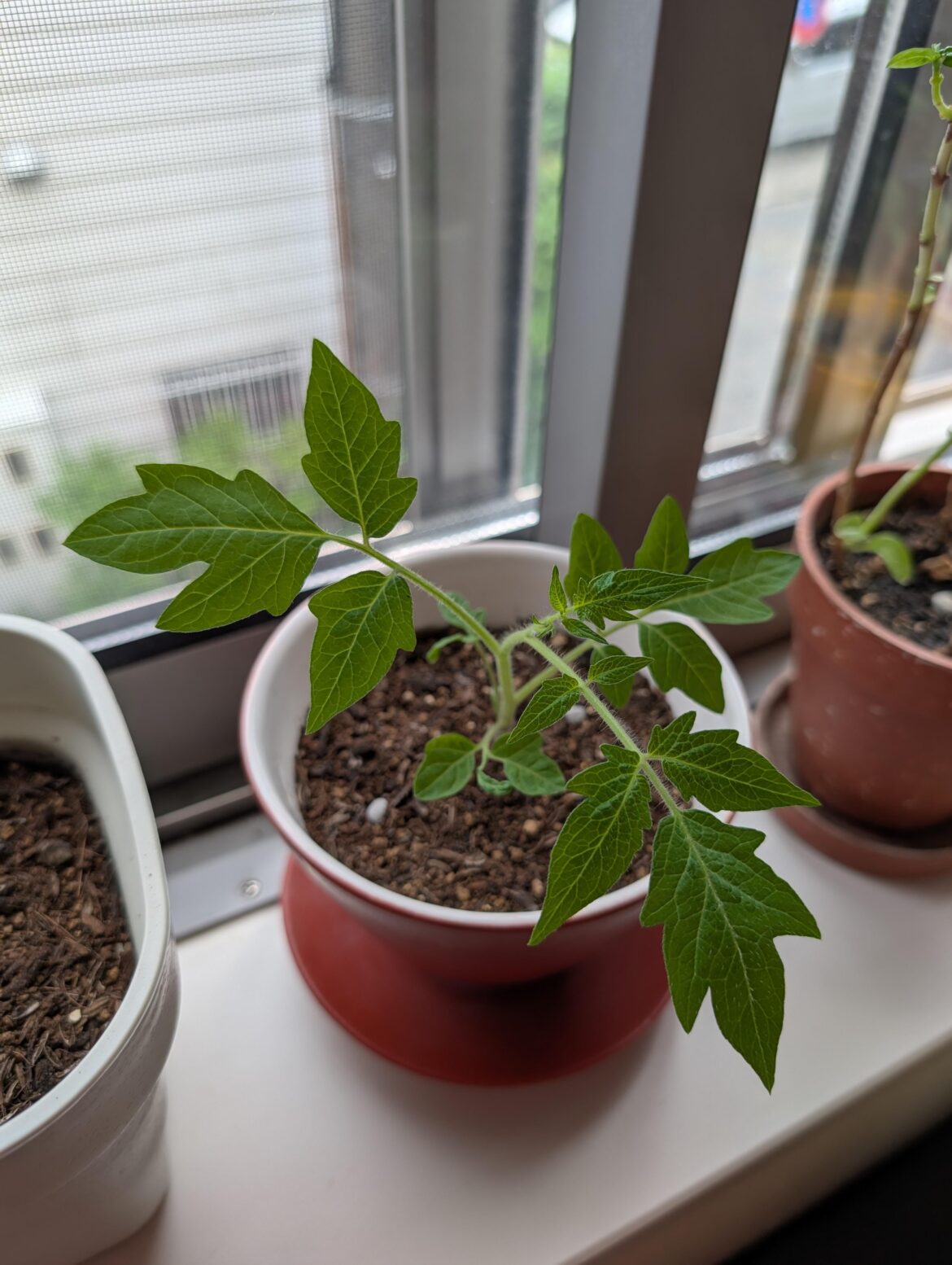 These "red jalapeno" are just confused tomato plants, right?