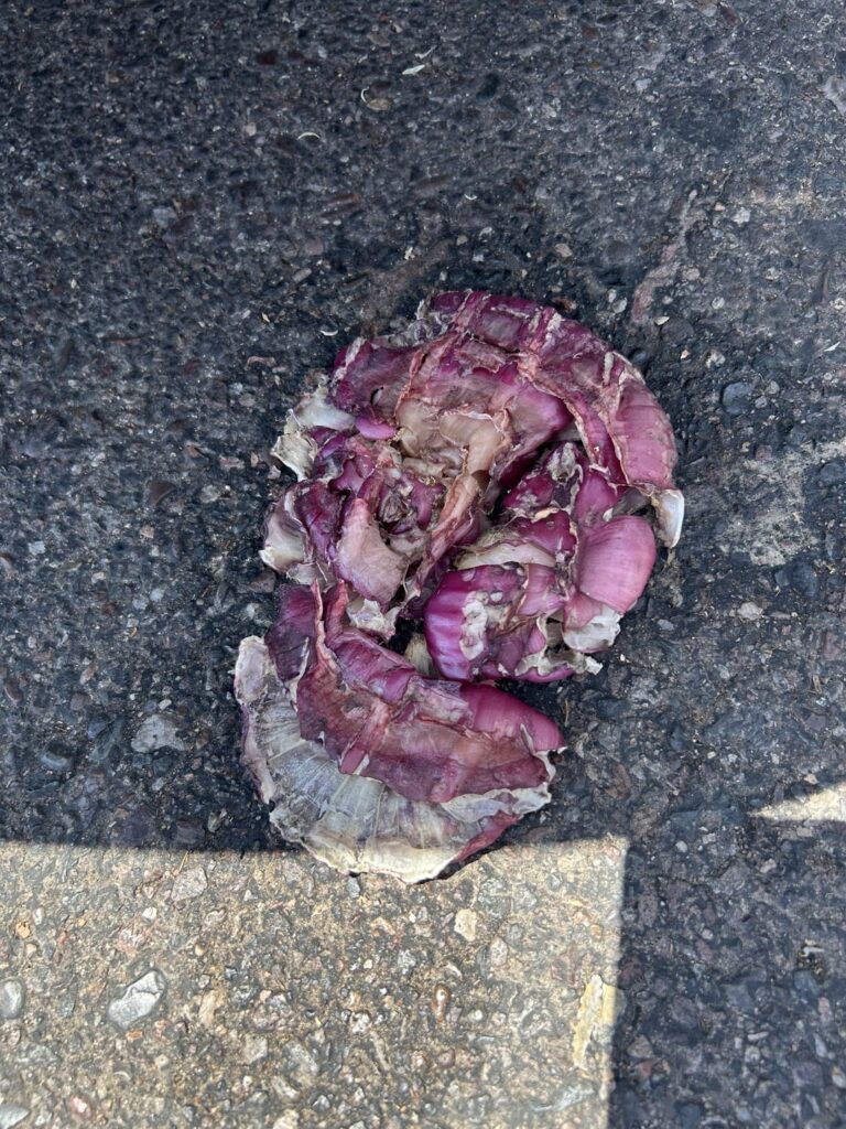 Murder in the streets!