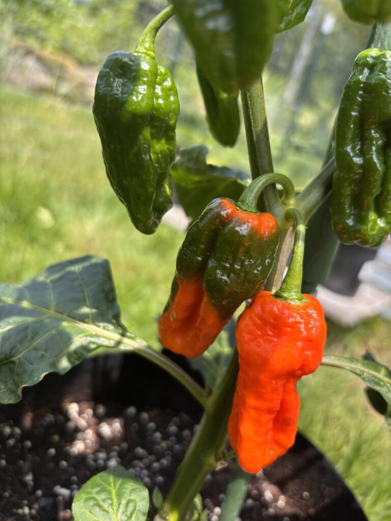 First Ripening Peppers!