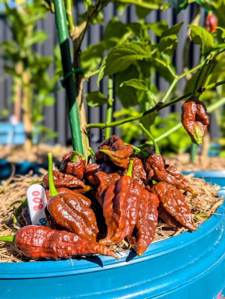 It might be winter ❄️ but my Choc Ghosts 🌶️ didn't get the memo. Still growing, still hot 🔥