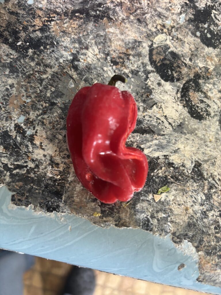 WHAT IS THIS PEPPER