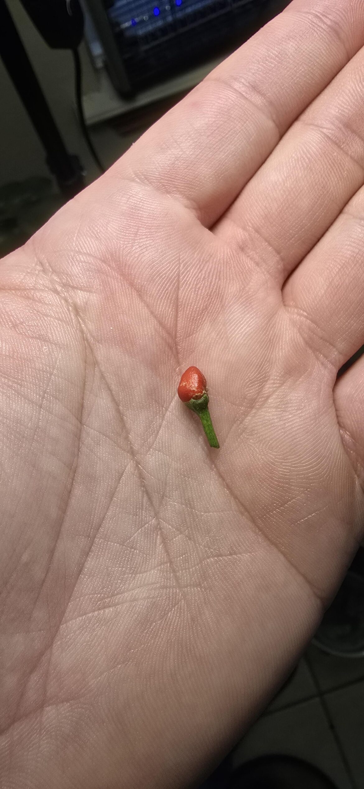 First pepper of the season. Thai chili lol