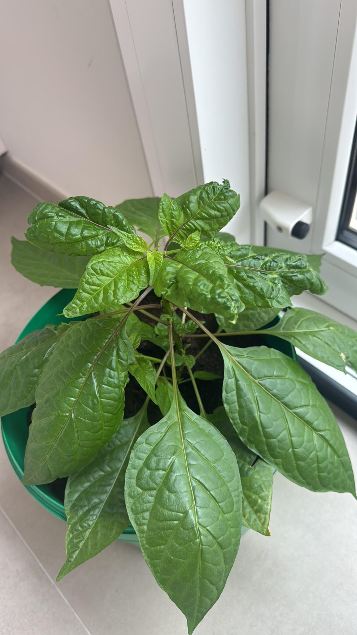 What is wrong with my carolina reaper
